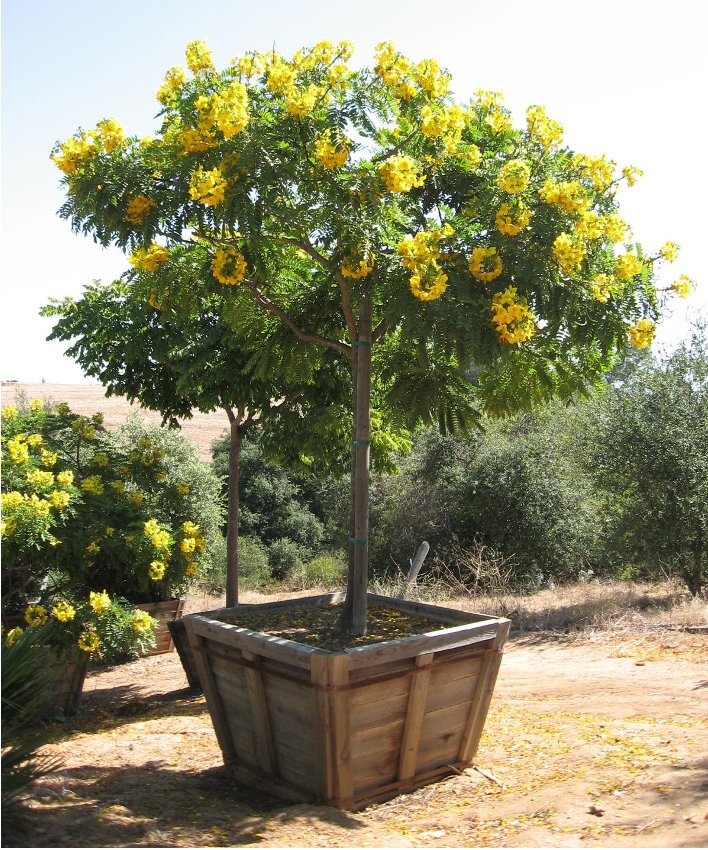 Rare Gold Medallion Tree Cassia leptophylla - 8 Seeds