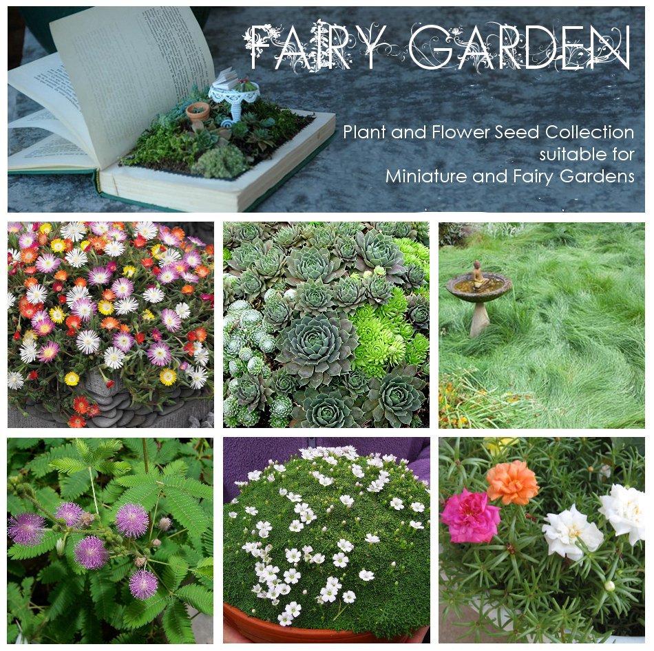 Fairy Garden Plant Seed Collection 6 Varieties