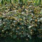Organic Herb Toothache Plant Paracress Spilanthes oleracea - 50 Seeds