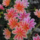 Showy Cliff Maid Lewisia Cotyledon Mix  - 20 Seeds