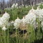 Unusual Bear Grass Xerophyllum tenax - 100 Seeds