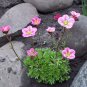 Fairy Garden Rockfoil Pink Shades Saxifraga x arendsii  - 50 Seeds
