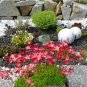 Fairy Garden Rockfoil Red Shades Saxifraga x arendsii  - 50 Seeds