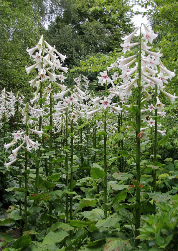 'Queen of the Garden' Giant Himalayan Tree Lily Cardiocrinum giganteum 8 Seeds
