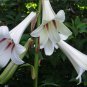 'Queen of the Garden' Giant Himalayan Tree Lily Cardiocrinum giganteum - 8 Seeds