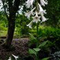 'Queen of the Garden' Giant Himalayan Tree Lily Cardiocrinum giganteum - 8 Seeds