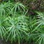Tall Umbrella Sedge Tropical Cyperus alternifolius - 100 Seeds