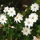Rare Wild Starry Gardenia Gardenia thunbergia - 15 Seeds