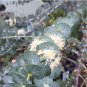 Rare Silver Leaf Mountain Gum ‘Baby Blue’ Florist Eucalyptus pulverulenta - 25 Seeds