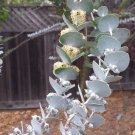 Florist Eucalyptus ‘Baby Blue’ Gum Rare Eucalyptus pulverulenta - 20 Seeds