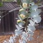 Florist Eucalyptus âBaby Blueâ Gum Rare Eucalyptus pulverulenta - 20 Seeds