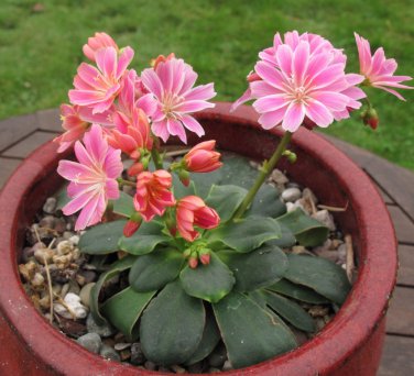 Fairy Garden Unusual Siskiyou Lewisia Cotyledon Mix  - 20 Seeds