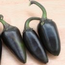 Organic Heirloom Black Hungarian Chili Pepper Capsicum annuum - 30 Seeds