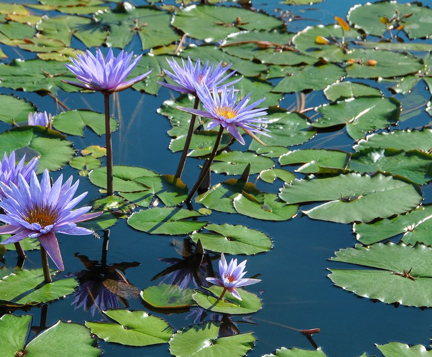 Sacred Egyptian Blue Waterlily Nymphaea Caerulea 20 Seeds 8866