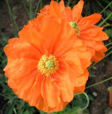 Orange Double Spanish Poppy 'Tangerine Gem' Papaver rupifragum var. atlanticum - 50 Seeds