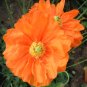 Orange Double Spanish Poppy 'Tangerine Gem' Papaver rupifragum var. atlanticum - 50 Seeds