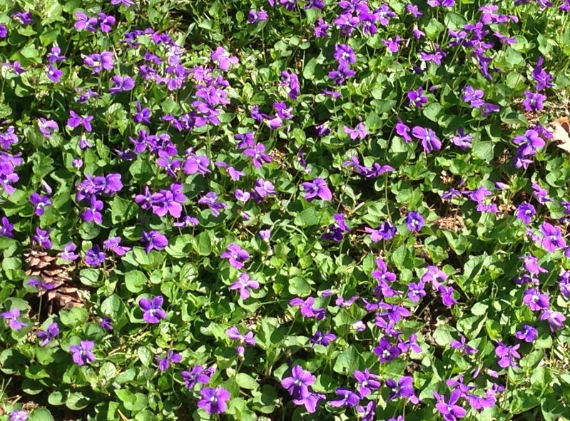 Edible Flowers Sweet Violet Organic Viola odorata - 25 Seeds