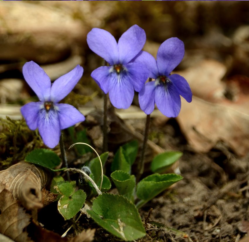 Fairy Garden Sweet Violet Queen Charlotte Viola Odorata - 30 Seeds