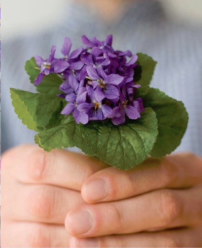 Wild Sweet Violet Viola Odorata - 30 Seeds