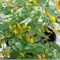 HOT! Peruvian Aji Limon Capsicum baccatum - 15 Seeds