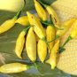 HOT! Peruvian Aji Limon Capsicum baccatum - 15 Seeds