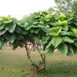 Exotic Elephant Ear Indian Fig Roxburgh Fig Ficus auriculata - 30 Seeds