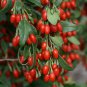 Himalayan Goji Berry Lycium barbarum - 25 Seeds