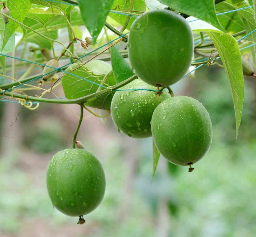 Mi Hou Tao Chinese Top Quality Gooseberry Kiwi Fruit Seeds - China Tropical  Fruit Seeds, Chinese Gooseberry Seeds