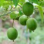 Rare Arhat Monk Fruit Luo Han Guo Siraitia Grosvenorii - 5 Seeds