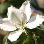 White Hong Kong Orchid Tree Bauhinia variegata candida alba - 10 Seeds