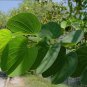 White Hong Kong Orchid Tree Bauhinia variegata candida alba - 10 Seeds