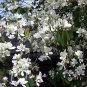 White Hong Kong Orchid Tree Bauhinia variegata candida alba - 10 Seeds