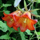 Canary Bell Flower Canarina Canariensis Extremely RARE - 15 Seeds