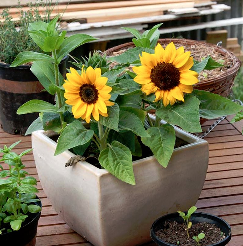 How To Grow Dwarf Sunflowers In A Pot at John Corson blog