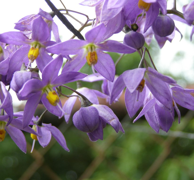 Purple St. Vincent Vine Solanum Seaforthianum - 10 Seeds