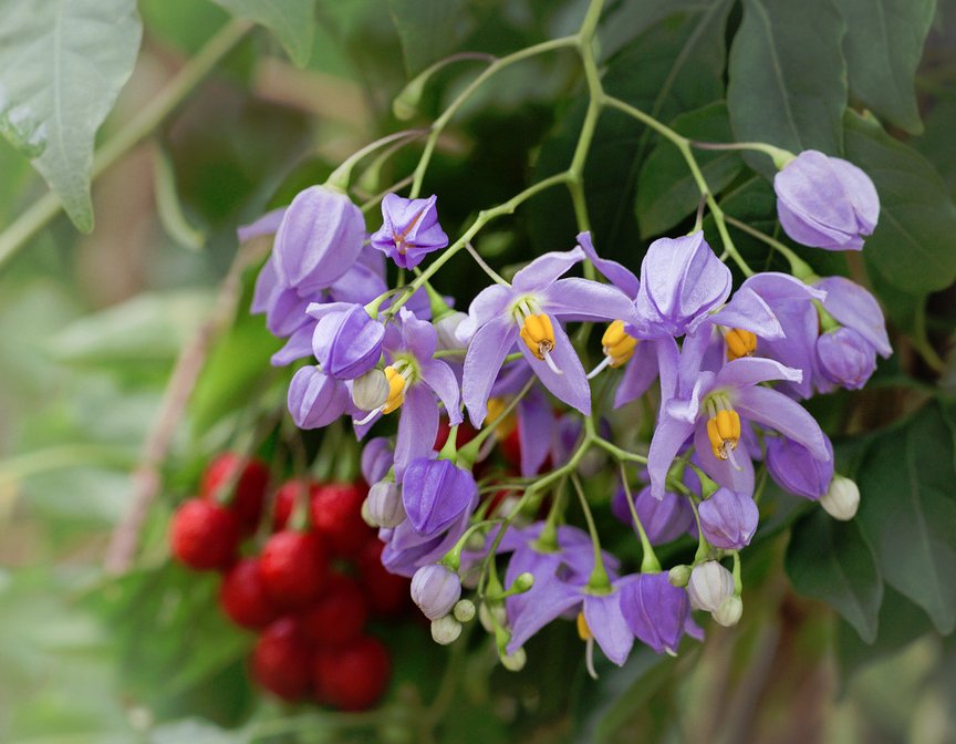 Purple St. Vincent Vine Solanum Seaforthianum - 10 Seeds