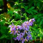 Purple St. Vincent Vine Solanum Seaforthianum - 10 Seeds