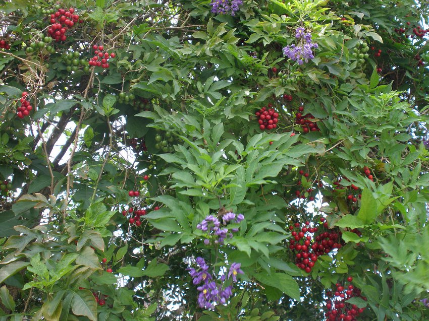 Purple St. Vincent Vine Solanum Seaforthianum - 10 Seeds