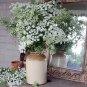 Beautiful Lace Flower Ammi majus - 200 Seeds