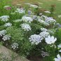 Beautiful Lace Flower Ammi majus - 200 Seeds