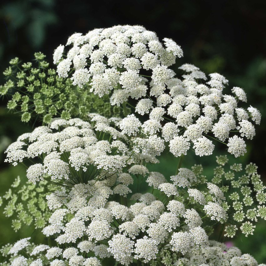 Beautiful Lace Flower Ammi majus - 200 Seeds