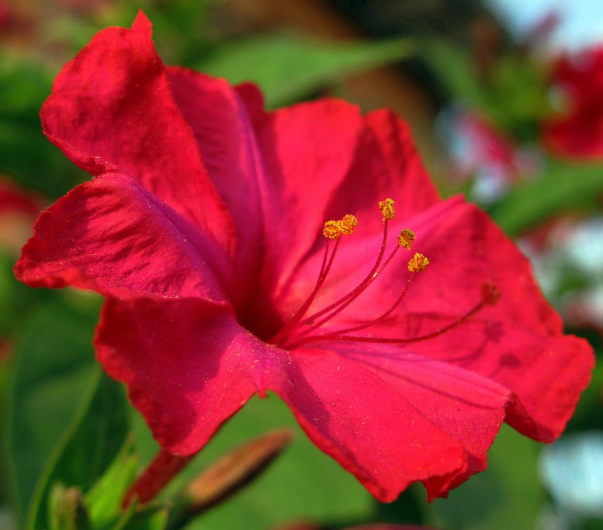 Crimson Red Marvel of Peru Mirabilis jalapa - 30 Seeds
