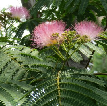 Fragrant Southern Mimosa Silk Tree - 15 Seeds