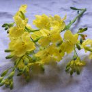 Edible Flowers Mustard Plant Organic Brassica juncea - 300 Seeds