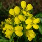 Edible Flowers Mustard Plant Organic Brassica juncea - 300 Seeds