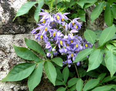 Purple St. Vincent Vine Solanum Seaforthianum - 10 Seeds