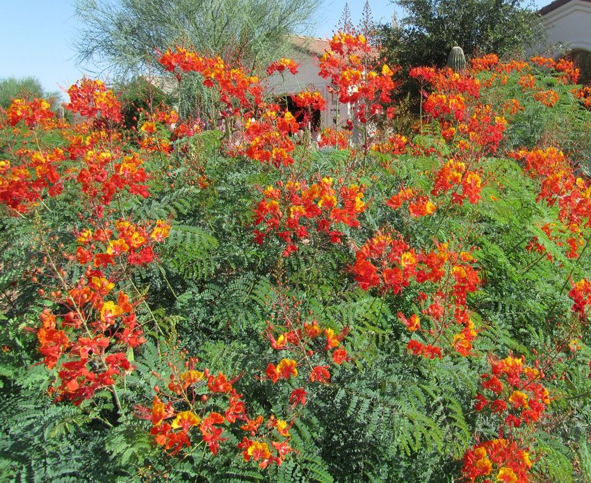 Red Mexican Bird of Paradise Caesalpinia pulcherrima - 8 Seeds