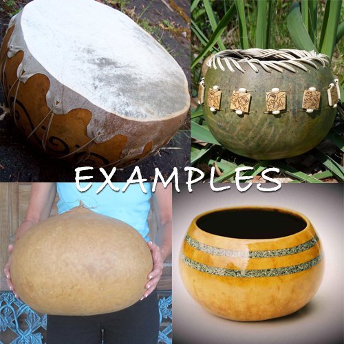 Giant African Bushel Basket Gourd Lagenaria siceraria 10 Seeds