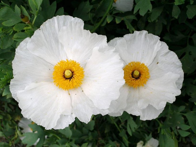 White California Fried Egg Poppy Matilija Romneya coulteri 50 Seeds