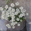 Hardy Edelweiss Alpine Flower Leontopodium alpinum - 100 Seeds
